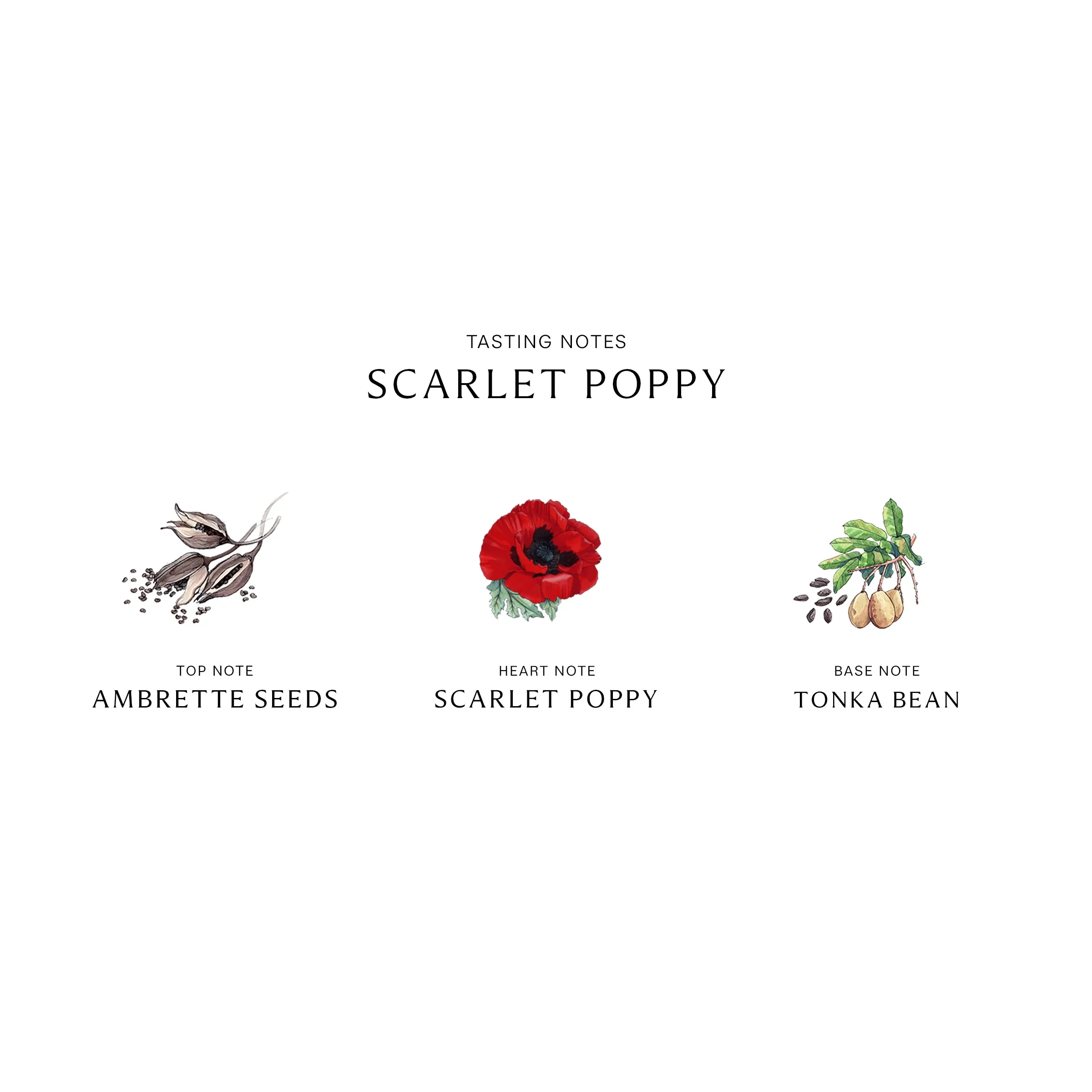 Scarlet Poppy